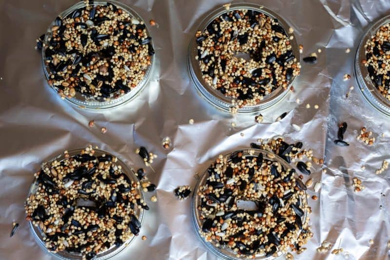 Birdseed and gelatin mixture pressed into a mason jar ring laying on foil. 