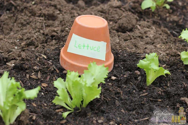 Terracotta Plant Labels 