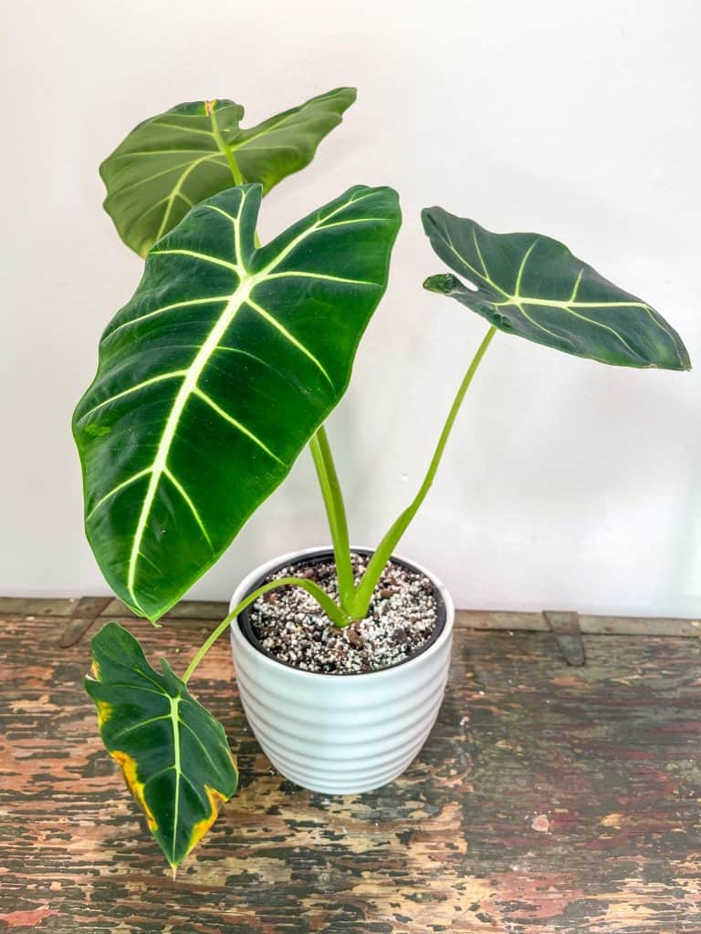 Alocasia Frydek