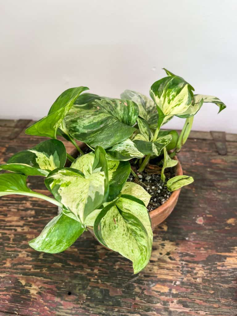 Majula Pothos