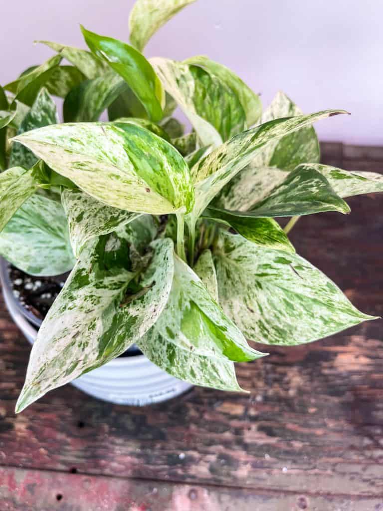 Marble Snow Queen Pothos