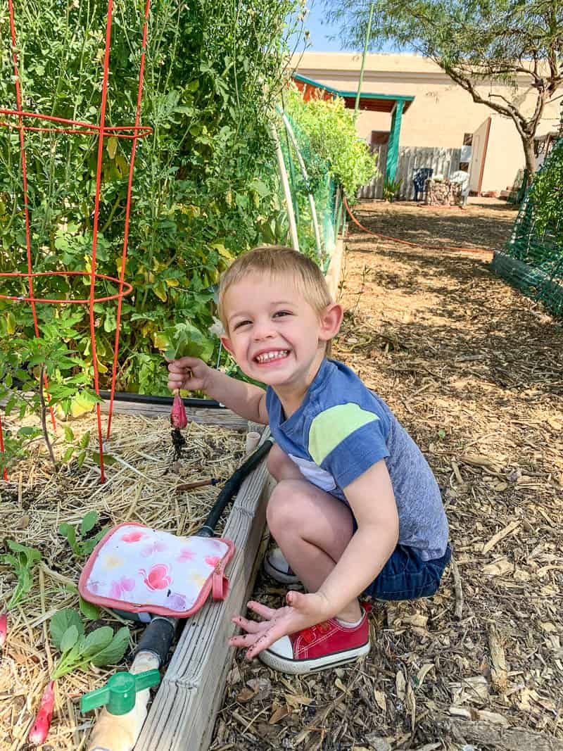 Toddler gardening and picking radishes