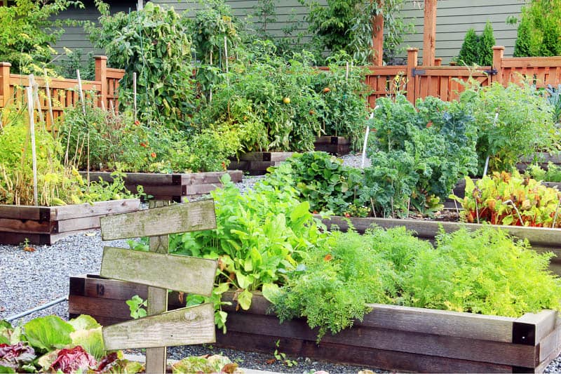 Vegetable Garden