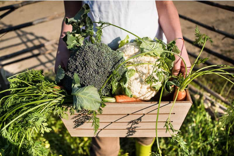 Child holding garden box full of harvested vegetables