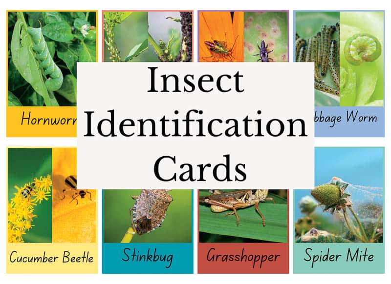 Insect Identification Cards for gardening with toddlers