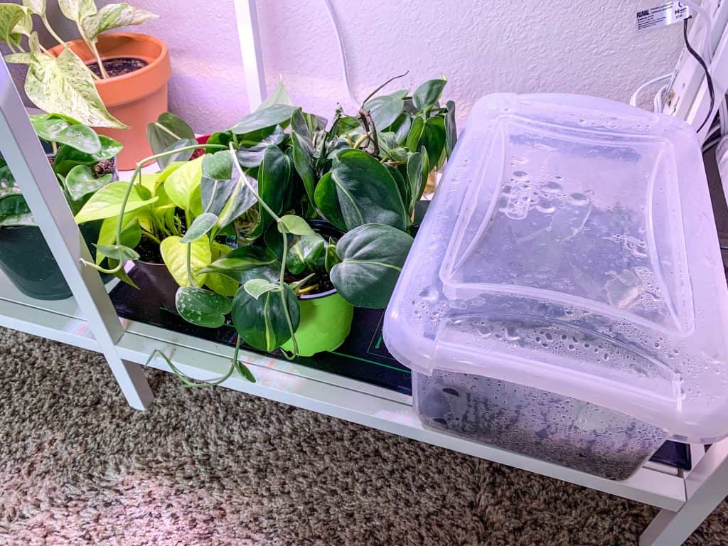 propagations box